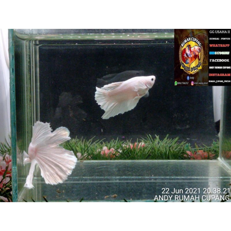 paket hemat cupang plakat helboy/wp/nemo/dan multi