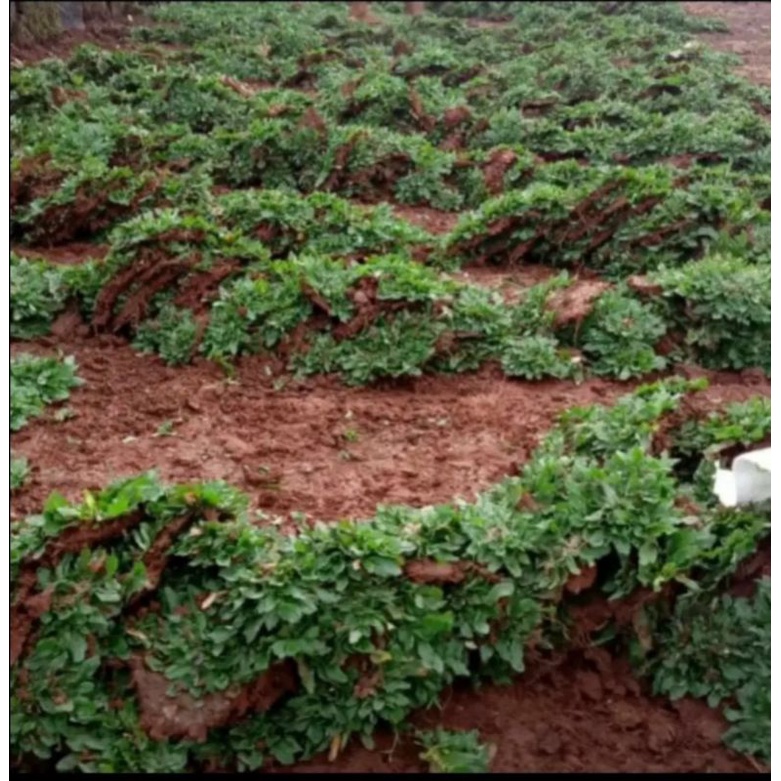 rumput  hiyas per100 meter rumput gajah mini  - Rumput gajah mini