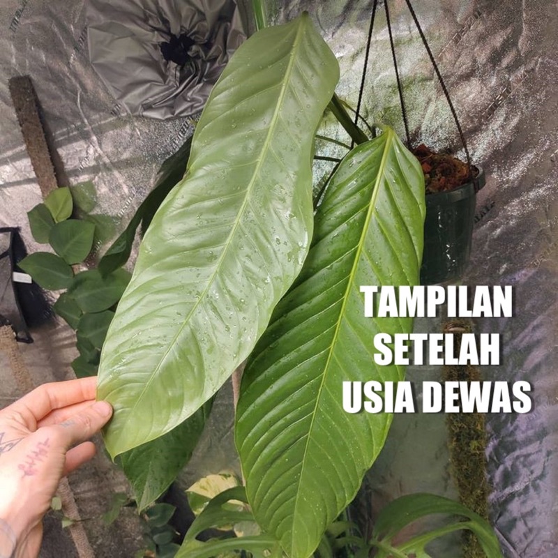 Anthurium Spectabile / anthurium slendang TERJANGKAU