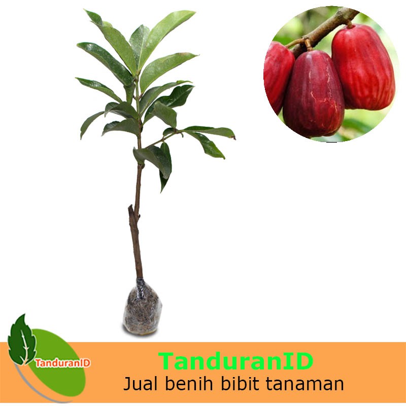 Tanaman Buah Jambu Bol Jamaika