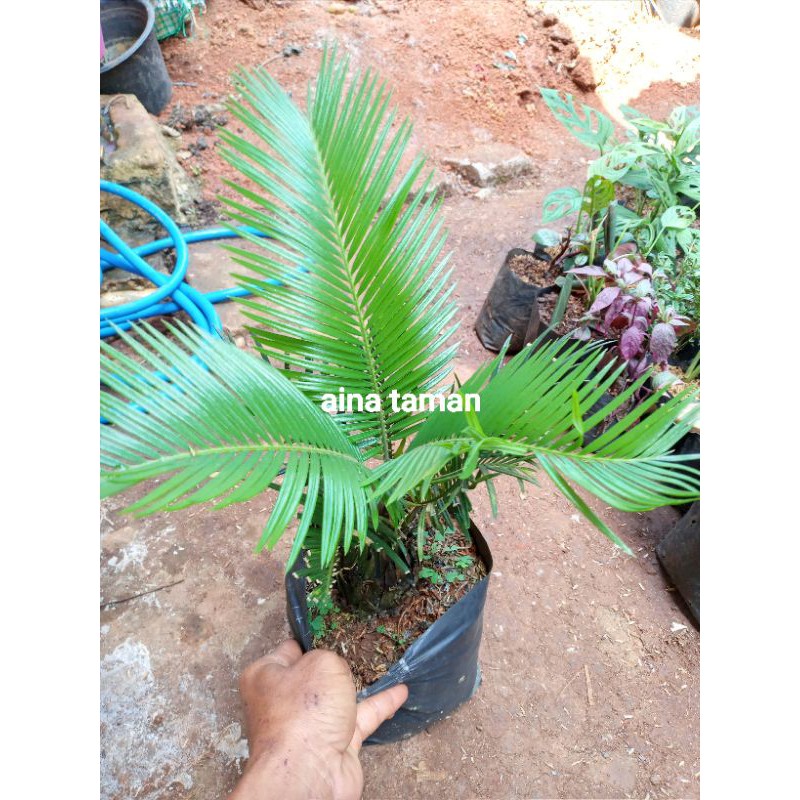 POHON PALM SIKAS-bibit tanaman palm sikas