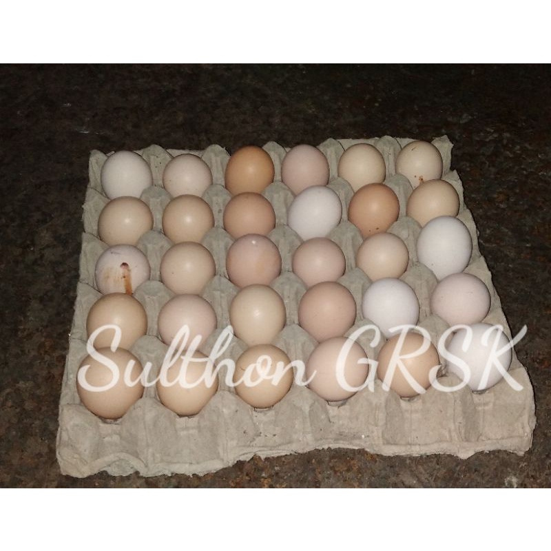 BERGARANSI Telur ayam fertil/Telur tetas ayam larmod ( Layer modifikasi) bisa ditetaskan