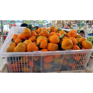 

Jeruk Santang 1kg