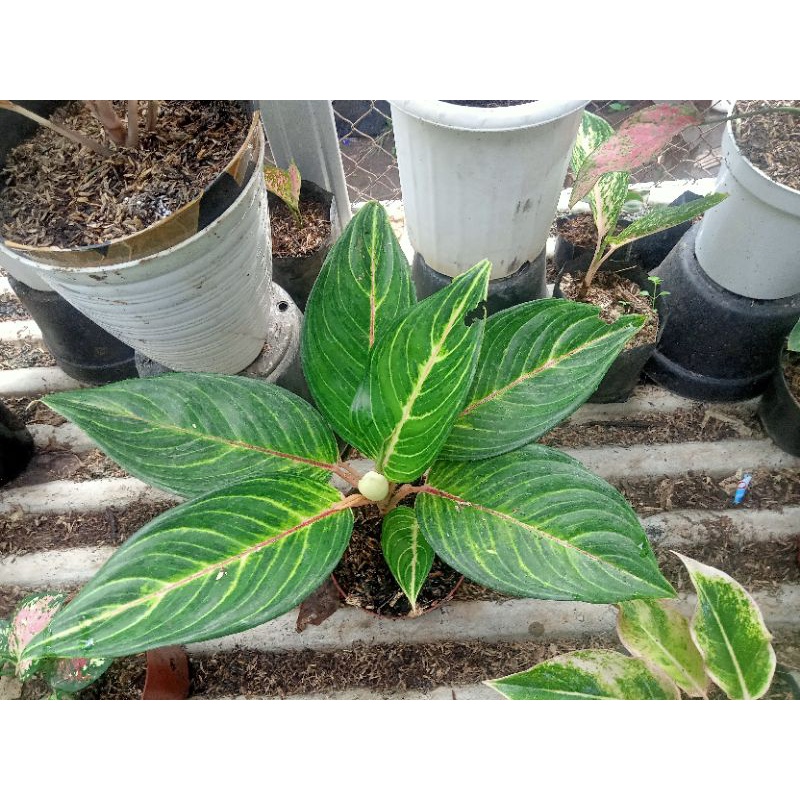 aglonema caribian dewasa