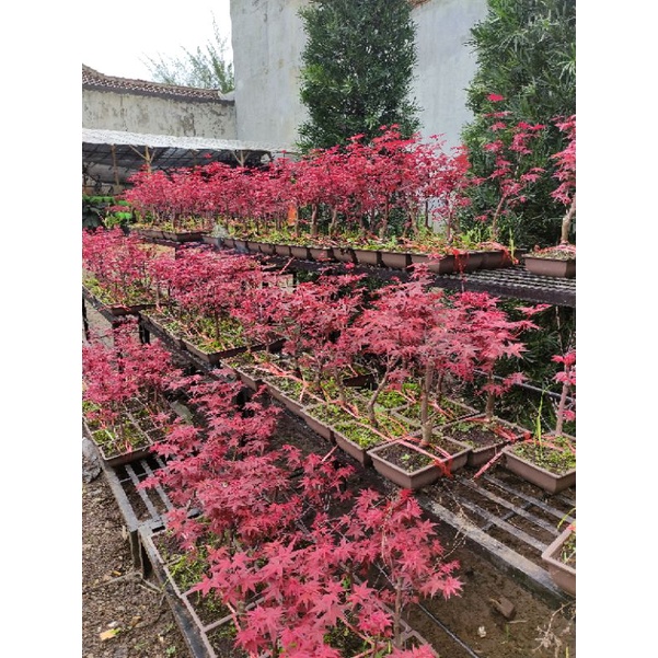 tanaman japanese red maple (bahan bonsai)
