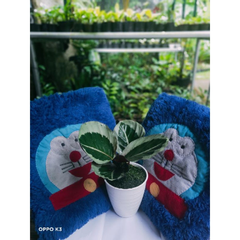 Calatea Cynthia, calatea Marion, tanaman calatea, tanaman calatea Cynthia