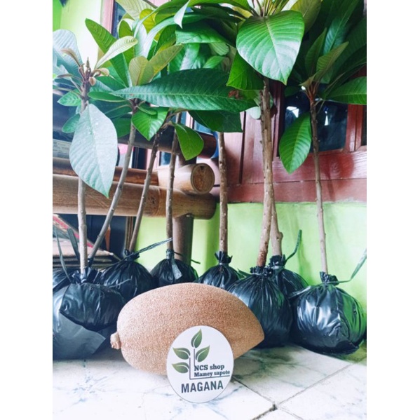 mamey sapote magana fresh cangkok