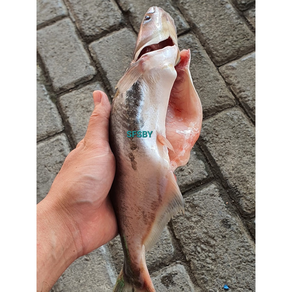 IKAN PATIN SEGAR FRESH UTUH BERSIH 1Kg Ikan Dori Dory Fillet Pangasius Fish