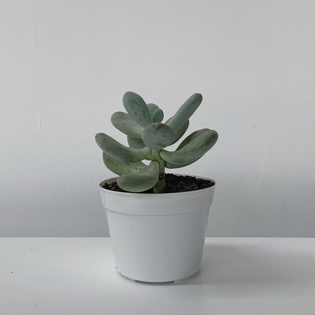 Tanaman Sukulen Moonstone