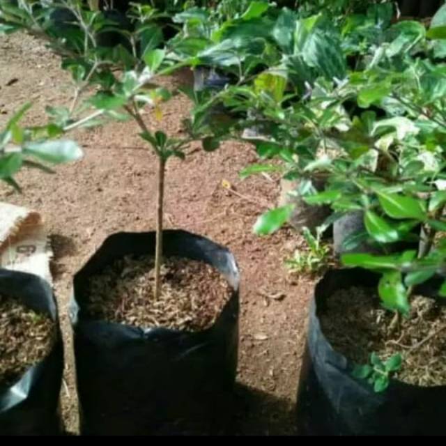 Bibit ketapang mini - ketapang kencana - anisa flora