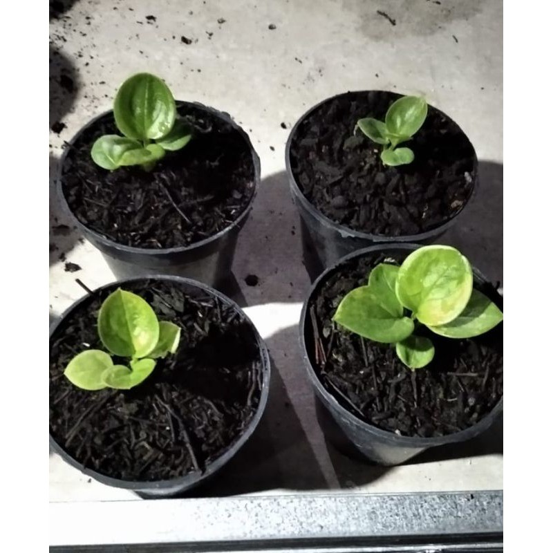 jemani mangkok varigata