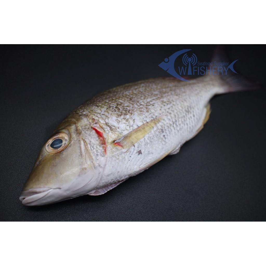 

Ikan Jangki Utuh Bersih Frozen - Emperor WGGS