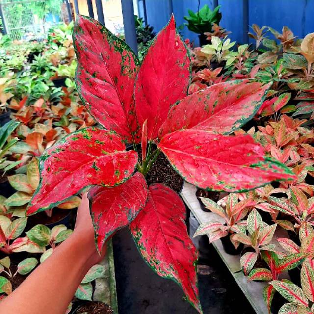 Tanaman Hias Aglonema Red Venus / Pohon Hias Red Venus / Aglonema Red Venus