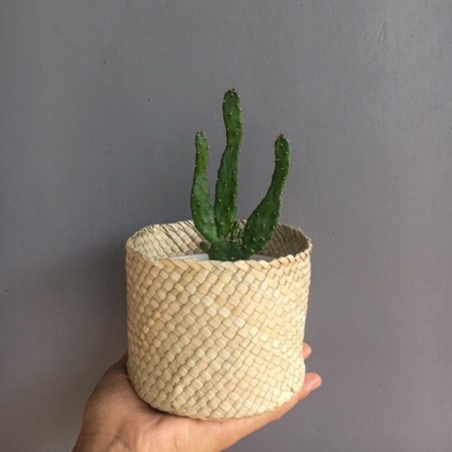 Cover Pot Anyaman Pandan Mini