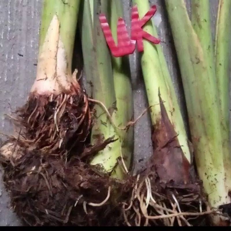 

LOMPONG SAYUR ATOU TALAS HITAM 500GRAM