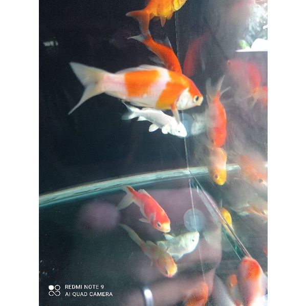 Ikan hias Mas komet ikan air tawar