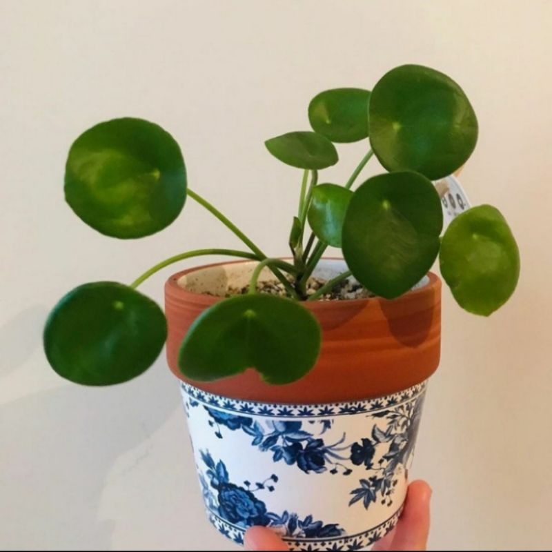 Tanaman hias peperomia pilea-peperomia pilea
