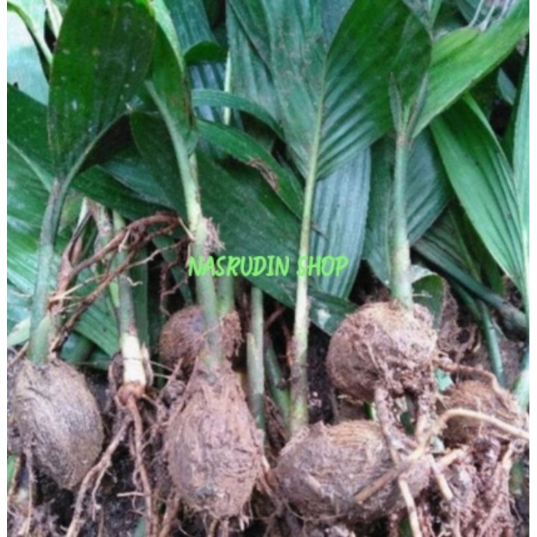 

[Fresh] BIBIT PINANG 1KG CABUTAN ISI BANYAK BIBIT BUAH PINANG SUPER SIAP TANAM BUKAN PINANG BATARA