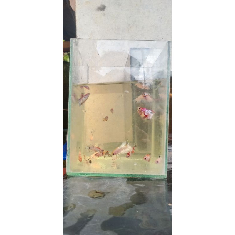 

cupang nemo x cupang gold