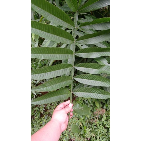 

daun sungkai obat herbal, daun sungkai segar 500gram