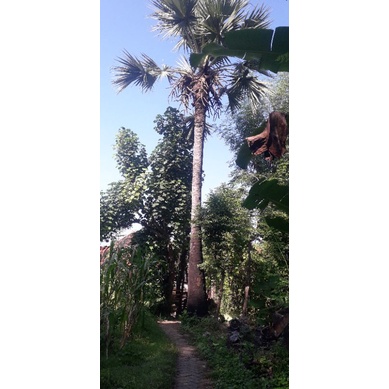 

GULA MERAH SIWALAN | GULA AREN | GULA MERAH MADURA