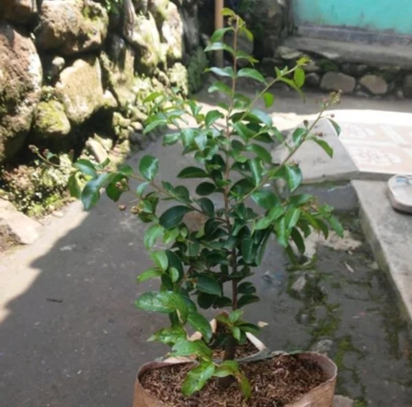 bibit tanaman hias bunga sakura pink-pohon sakura lokal