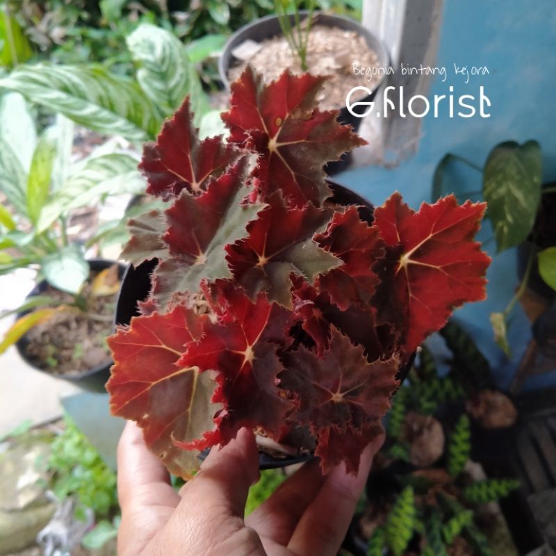 tanaman hias begonia bintang kejora/begonia bintang merah hati/begonia cleopatra