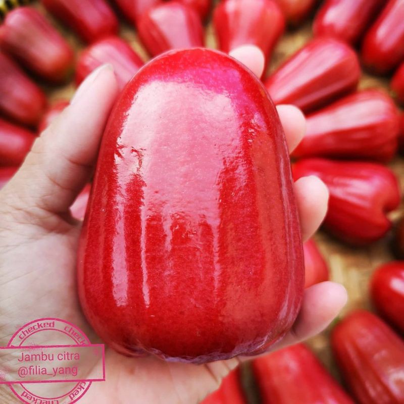 bibit jambu air citra super jumbo super unggul