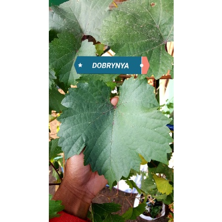 Cutting Rootstock DOBRYNYA untuk RS / Batang Bawah Anggur Impor Powerfull