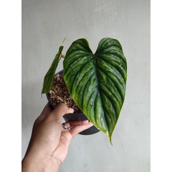 philodendron plowmanii narrow