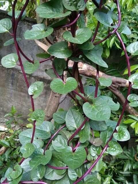 Daun Anggur Plastik/ Daun Anggur Artficial