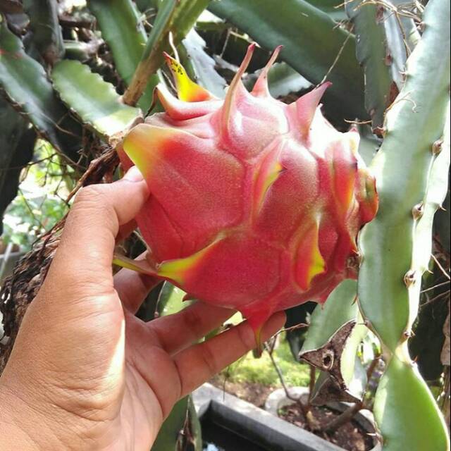 Bibit pohon buah naga merah - bibit naga merah