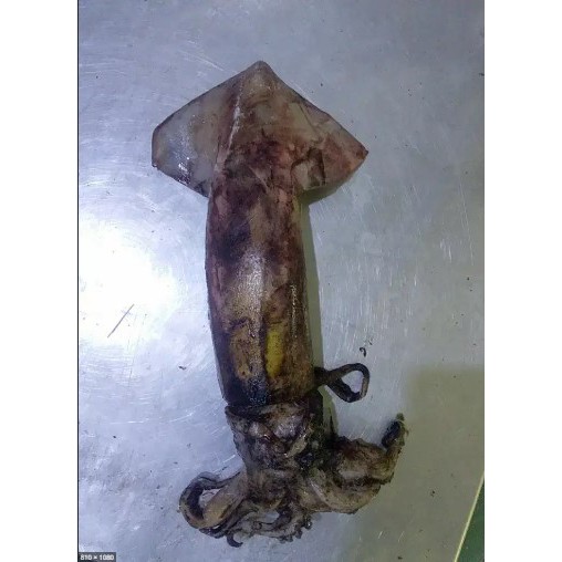 

Cumi Kondom Segar 1000 Gram