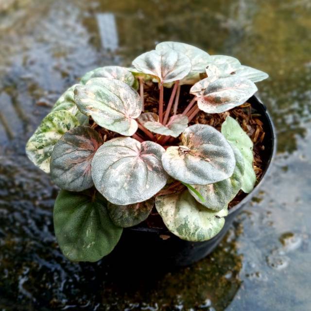 Peperomia Caperata Variegata ( lady pink ) - Varigata