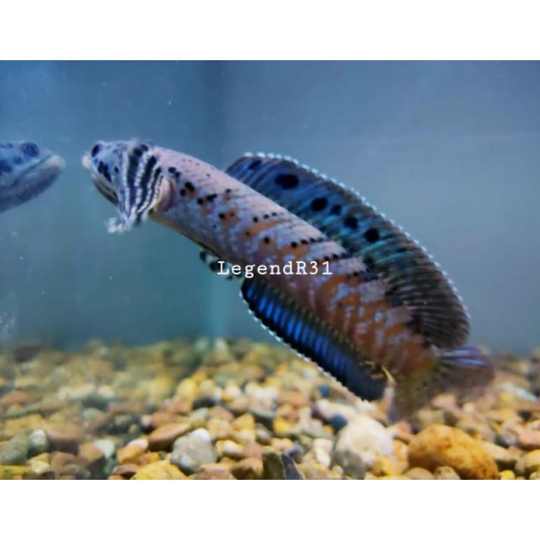 Channa Ornatipinis Yellow Lips Baby