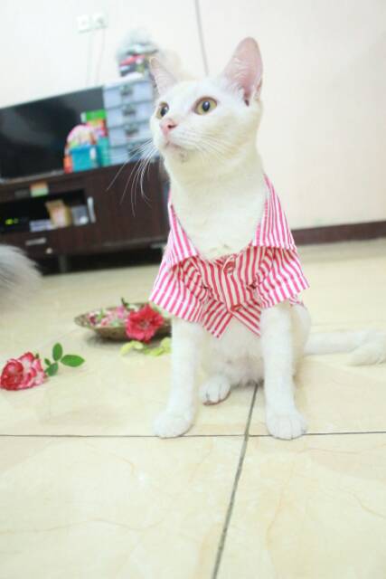 Kemeja pink blaster lucu untuk kucing dan anjing size S M L XL (choose one)