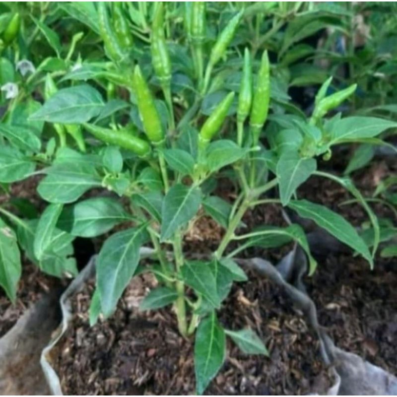 Pohon Cabai Rawit Hijau Sudah berbuah Bibit Pohon Buah Cabe Rawit