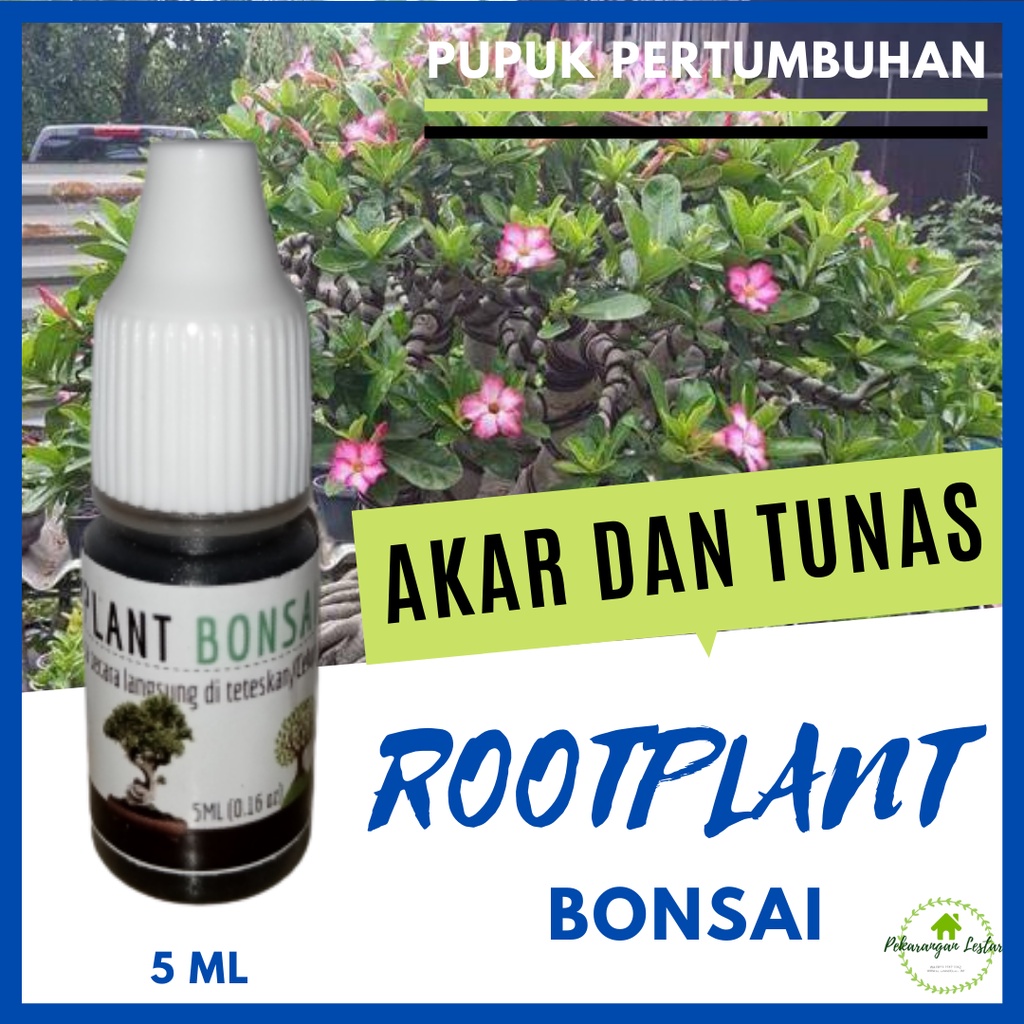 Pupuk Rootplant Bonsai Serut, Pupuk Cair Tanaman Hias Untuk Bonsai Kelapa Agar Subur