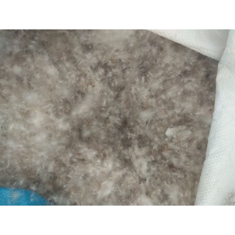 bulu angsa asli kw 2