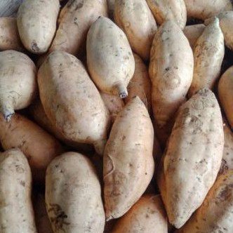

RB UBI CILEMBU MATANG OVEN/MENTAH 1 KG
