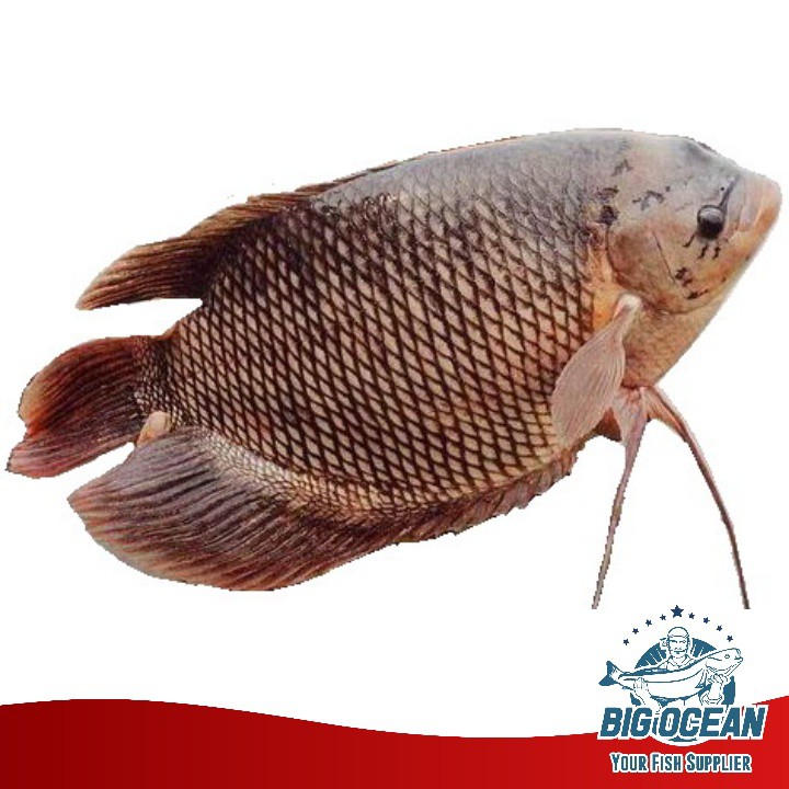 

ikan Gurame utuh bersih per ekor size 500-600gr