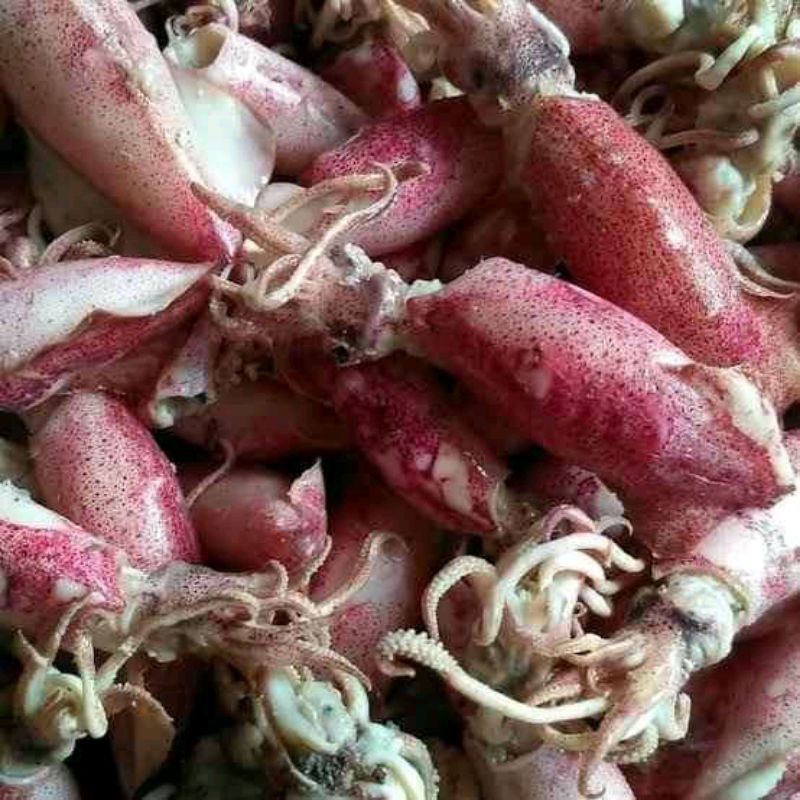 

cumi cumi kering segar 1kg