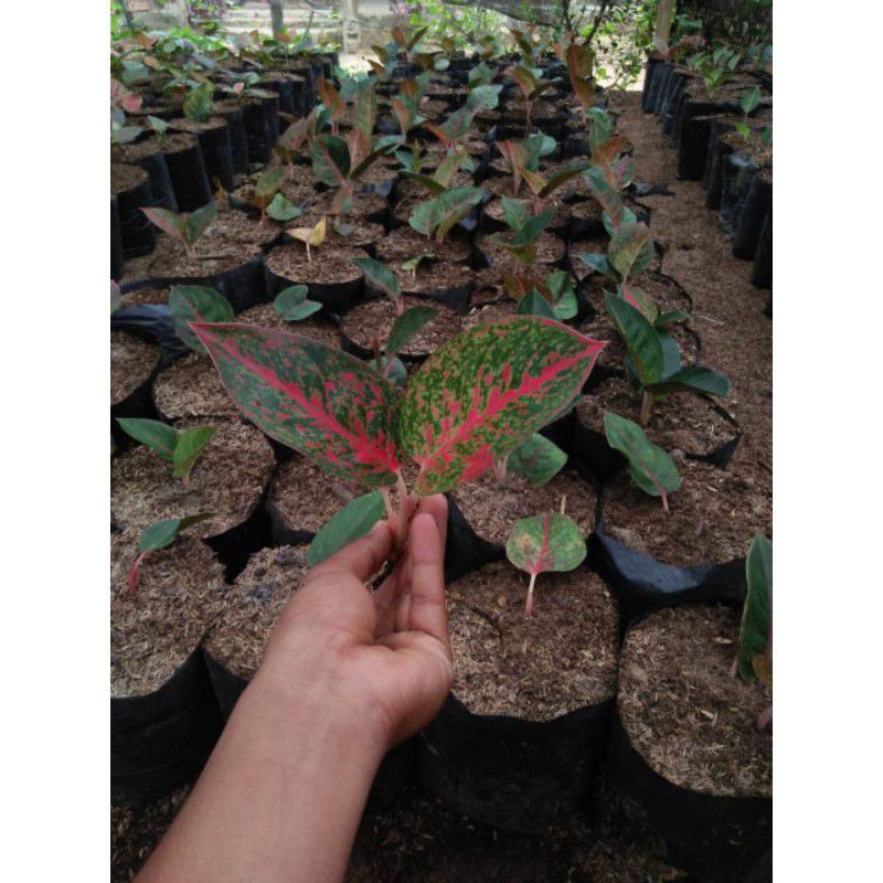 Aglonema Anakan Red Stardust