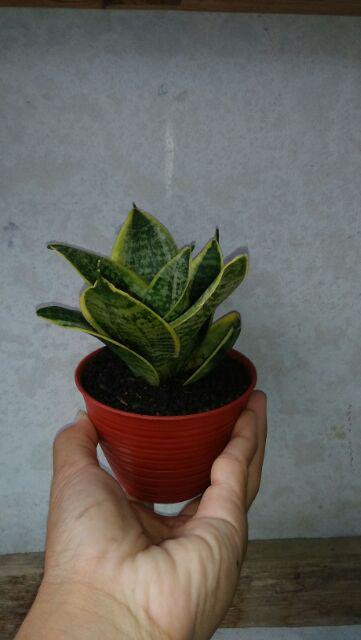 Pot Tawon 10 cm Merah Bata Shopee Indonesia Pot Tawon 10 cm Merah Bata Shopee Indonesia