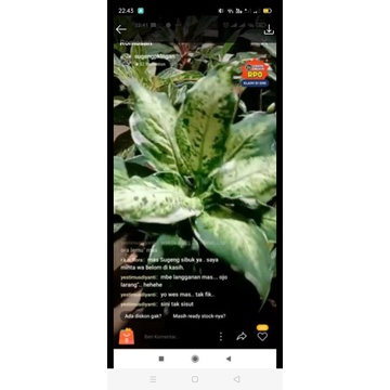 tanaman bunga diven lukisan cinta