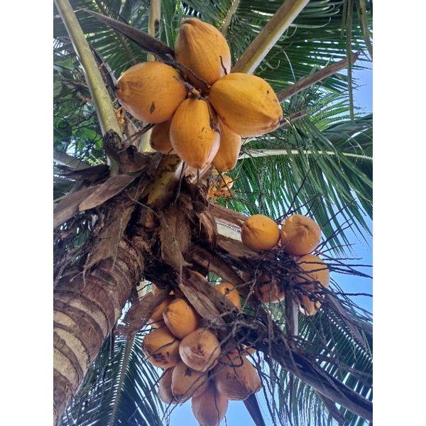 

Redy buah kelapa kuning Seger langsung petik