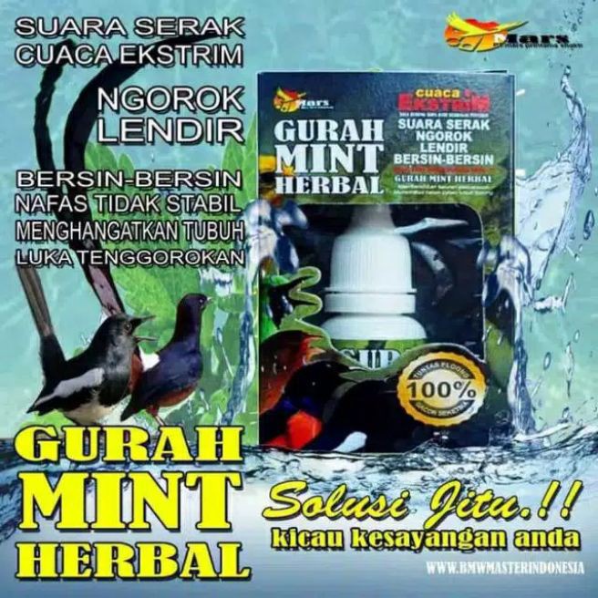 Obat gurah burung herbal mengobati serak dan macet bunyi berlendir gurah mint herbal