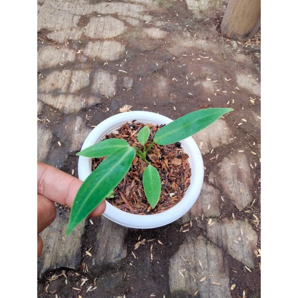 Anthurium Warocqueanum Lidah Gajah