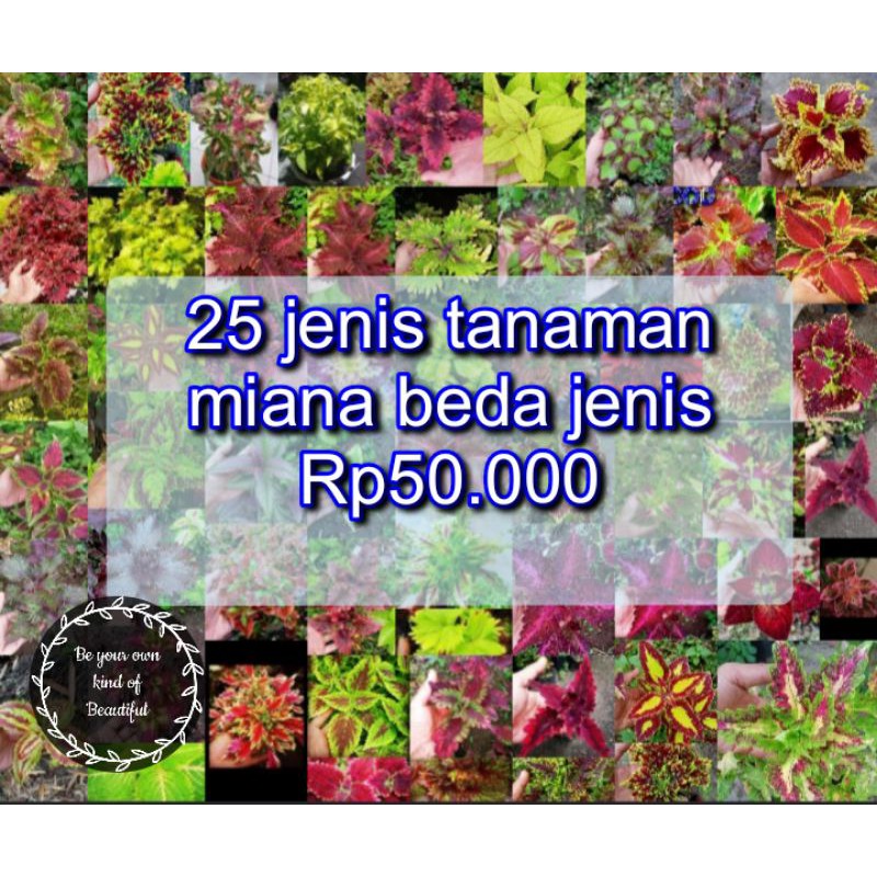 Tanaman Hias Murah 25 Jenis Miana Langka Bunga Miana Premium