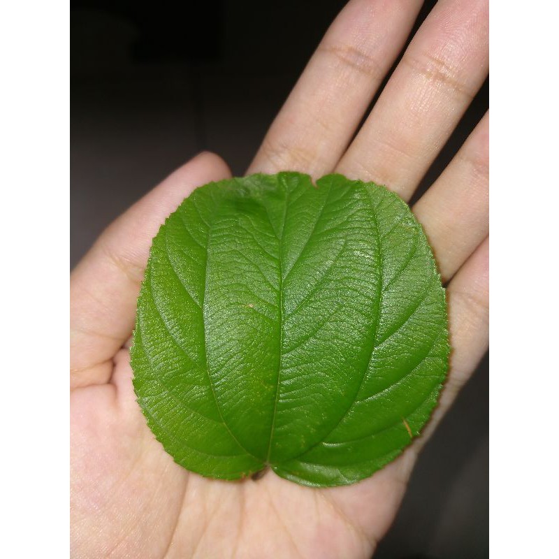

DAUN BIDARA